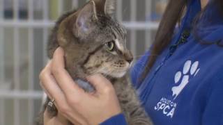 Pet of the Week: Meet Madden!