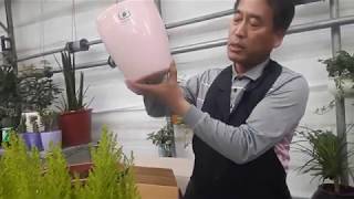 율마허브 배수구없는 화분에 분갈이합니다