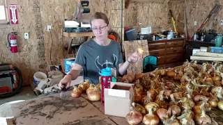 Storing onions in pantyhose
