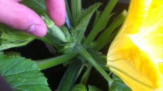 Grow MORE Zucchini: Pruning for BIGGER Crop