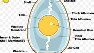 كيف تتكون بيضة ? From egg to Chick