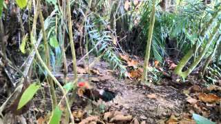 Pikat ayam hutan si i-wen yg ke-2. 5-9-2015