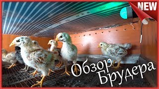 Брудер для цыплят. Подробно о всех Нюансах!!! Размер, обогрев и терморегулятор W 1209 для брудера.