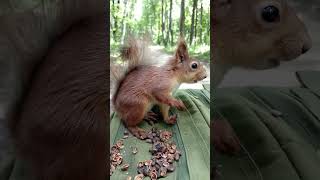 Погладил бельчонка / Stroked the squirrel