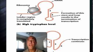 22-Drury Genetics Tryptophan Operon