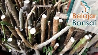 Budidaya Bahan Bonsai Sancang dan Seribu Bintang