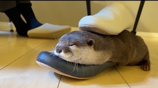 スリッパが３つあっても使うのは必ずこれ！と決まっているカワウソ otter that only uses its owner's slippers