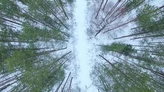 Всеволожск. Бернгардовка. Прогулка в лесу 18.12.2016
