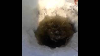 Ловля тайменя зимой на реке Зея ! Таймень 6 кг !
