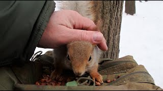 Глажу Толстую / I 'm stroking Tolstaya