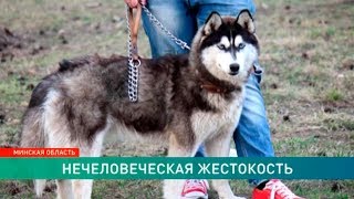 Двое жителей Столбцовского района повесили соседскую собаку