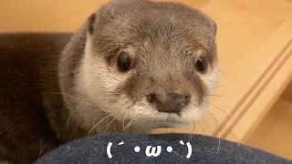 顔文字みたいな顔になってしまうカワウソ Otter with a face like an emoticon.