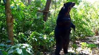 spectacled bear stand up to get his peanut