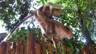 Тайланд, Секс обезьян на Райли бич. Thailand, Sex monkeys Railay Beach