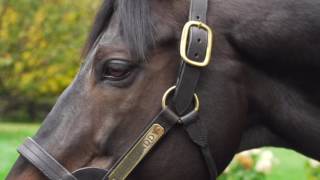 Coolmore explains the breeding process as Victor visits Scat Daddy