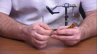 Gold pheasant spider