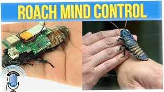 Robotized Insects Developed to Help Search for Survivors