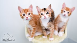 LIVE: Holiday and Horton join Mirok and Harriet!