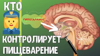Процесс ПИЩЕВАРЕНИЯ/Нервная Регуляция пищеварения