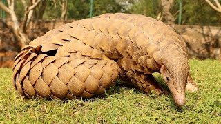 Панголин - Pangolin (Энциклопедия животных)
