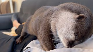 寝る前のルーティンをスムーズに済ませ寝る準備を終えるカワウソ otter smoothly completing a bedtime routine and getting ready for bed