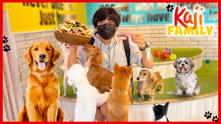 We visit the Dog Cafe Fun Playtime!