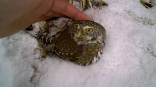 Petting the Pygmy Owl 2