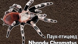 Паук-птицеед Нанду Хроматус после линьки (Nhandu Chromatus)