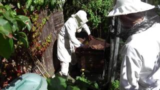 Baz's hobbies - 22X- Beekeeping - English Honey Harvest - Small Back Garden