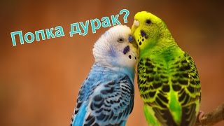 Забавное ПОПУГАЙ ШОУ. Попугаи поют, танцуют, читают стихи, пародируют