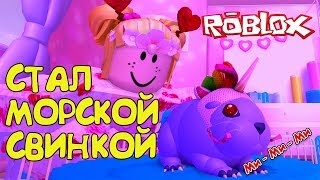 СИМУЛЯТОР ХОМЯКА В РОБЛОКС! Жизнь Морской Свинки в Roblox Guinea Piggy Life