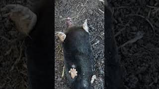 Как поймать крота или ловушка для кротов 100% рабочая