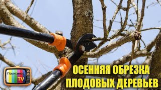 ОСЕННЯЯ ОБРЕЗКА ПЛОДОВЫХ ДЕРЕВЬЕВ КАК ПРАВИЛЬНО ОБРЕЗАТЬ И КОГДА НАЧИНАТЬ