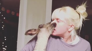 Woman with severe animal allergies opens sanctuary to save animals