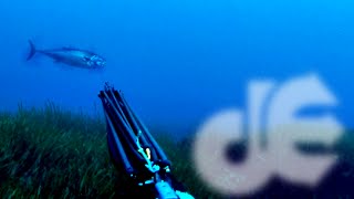 Deep Spearfishing Encyclopedia, Part 5: Carpe Diem