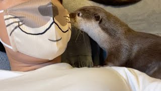 カワウソさくら カワウソになれるマスクをつけて一緒に遊んでみた！ I played with a mask that would be an otter!