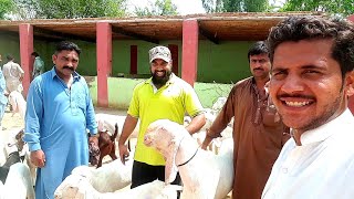 Rawalpindi Bakre ki kharidari