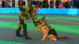 Служебные Собаки. Дрессировка Собак. Служебные Собаки Видео. Команды для Собак