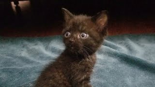 Diaper-wearing special needs kitty is fearless and thinks he's limitless
