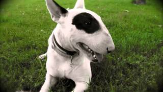 Все породы собак.Бультерьер (Bull Terrier)