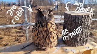 Сова Ёль встретила рассвет, сидя на жопоньке. Сыч Лучик бдит во все стороны и всех видит