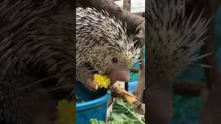 Rico the Porcupine eating corn - Cincinnati Zoo #shorts