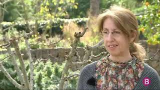 La falta d`aigua afecta el procés de floració i l`aparició de plagues