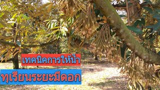 เทคนิคการให้น้ำทุเรียนขณะมีดอกระยะหางแย้/ทุเรียนเป็นเอก