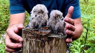 Дарим совам кольца! Совиный тур - кольцевание совят сплюшек, дуплянка 1
