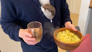 飼い主の着ている服の中で暮らしているカワウソ Otter living in owner's clothes