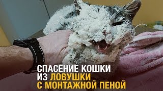 Спасение кошки из ловушки c монтажной пеной