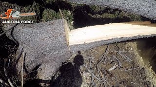 zu viel Spannung auf den Bäumen… Fail   Husqvarna 572 XP®