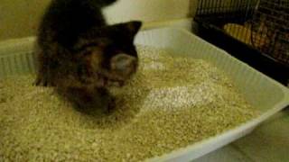 Kitten pooping