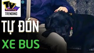 Cô chó bắt xe bus đi công viên tụ họp bạn bè